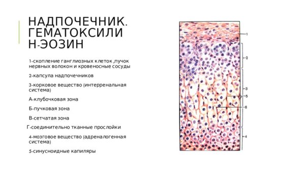 Надпочечник гистология препарат