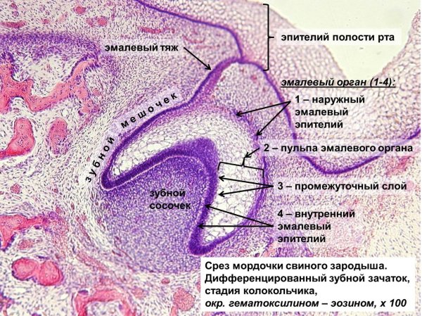 Образование эмали и дентина гистология