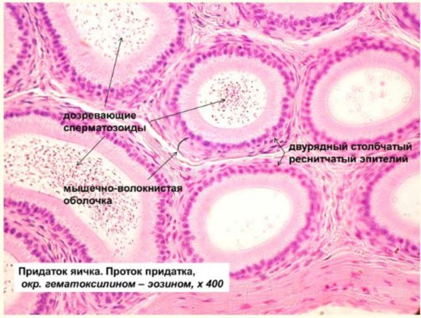 Семенник гистология препарат