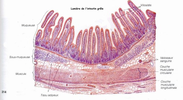 12 Перстная кишка гистология препарат