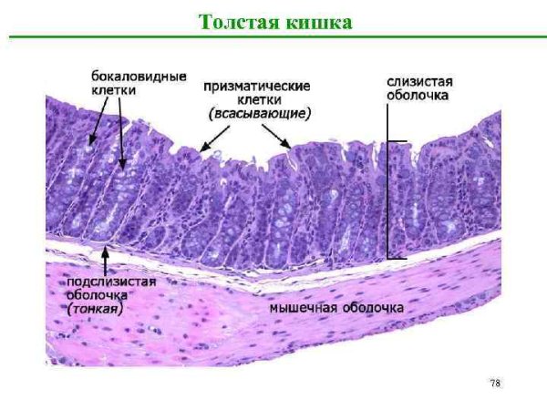 Строение стенки тонкой кишки гистология