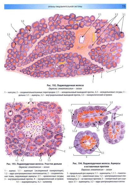Гистологический препарат поджелудочной железы