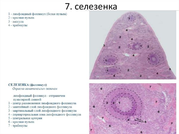 Селезенка гистология препарат