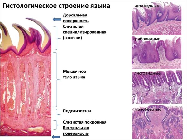 Нитевидные сосочки строение гистология