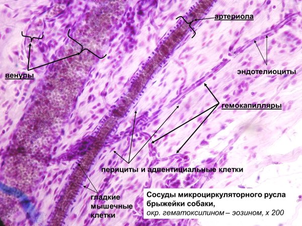 Микроциркуляторное русло гистология препарат