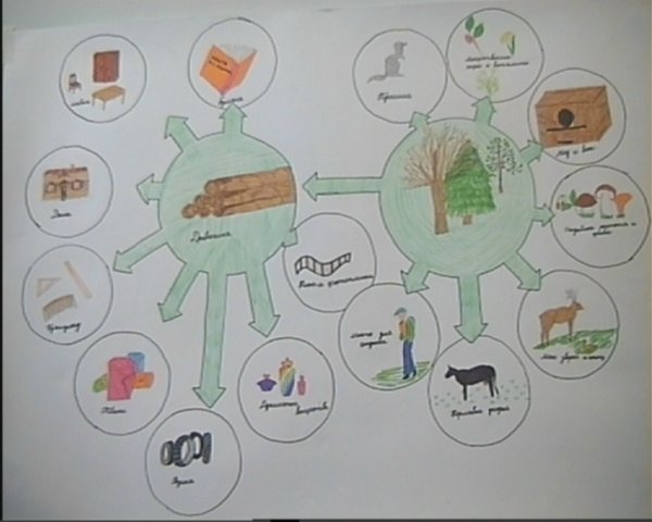 Роль леса в природе и жизни людей