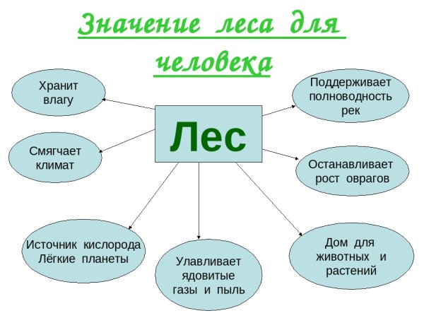 Значение леса