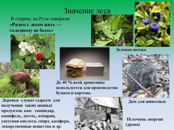 Поль леса в жизни человека