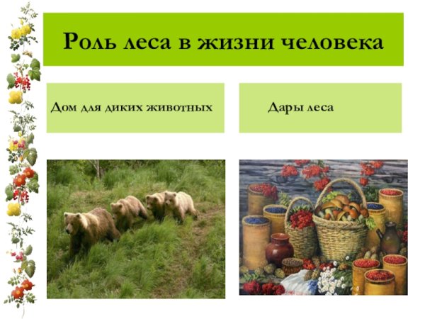 Лес в жизни человека