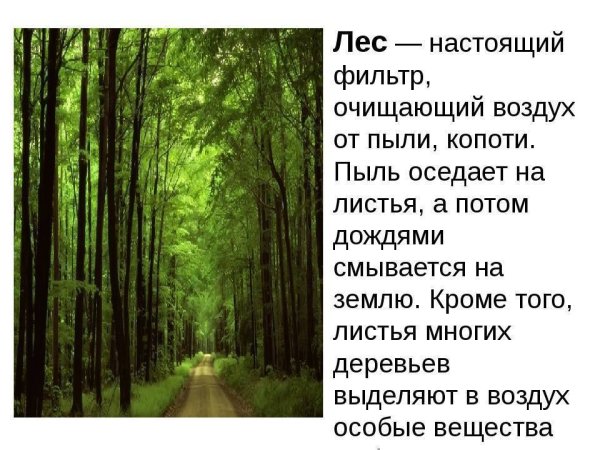 Значение леса