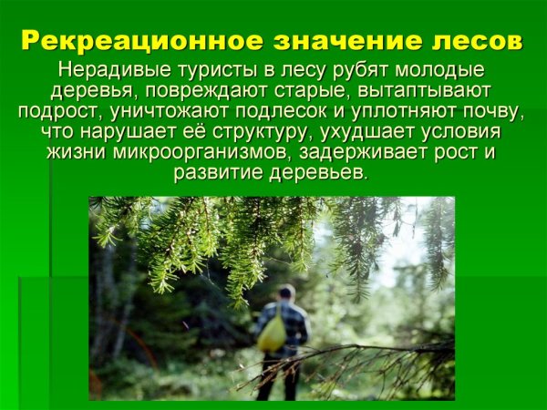 Значение леса