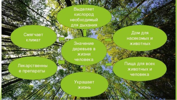 Лес источник древесины