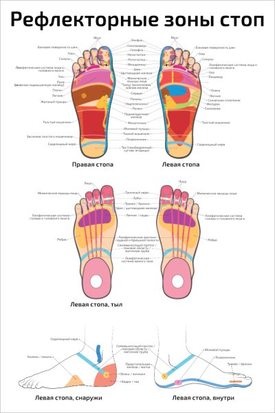 Рефлекторные зоны стопы схема