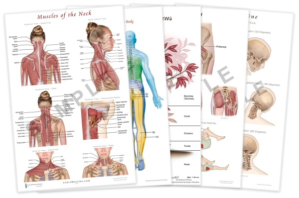 Плакат массажиста