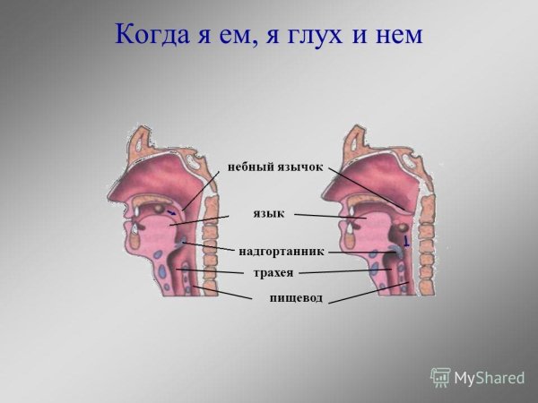 Когда я ем глух и нем хитер