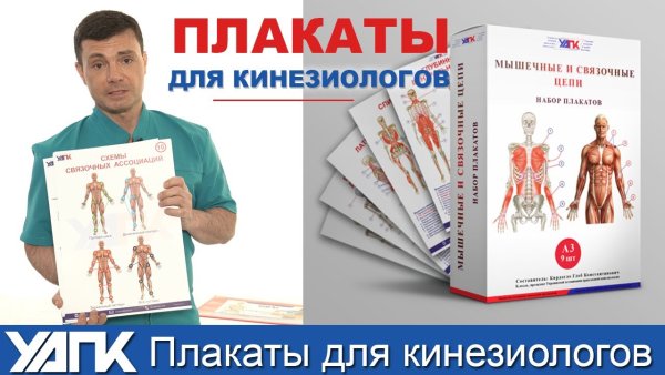 Плакаты по мышечным и связочным цепям