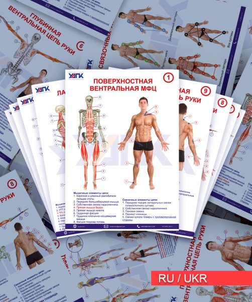 Миофасциальные цепи плакаты