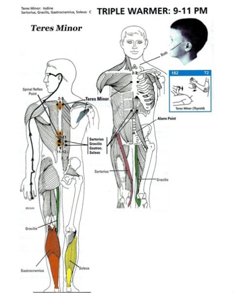 Мышцы кинезиология
