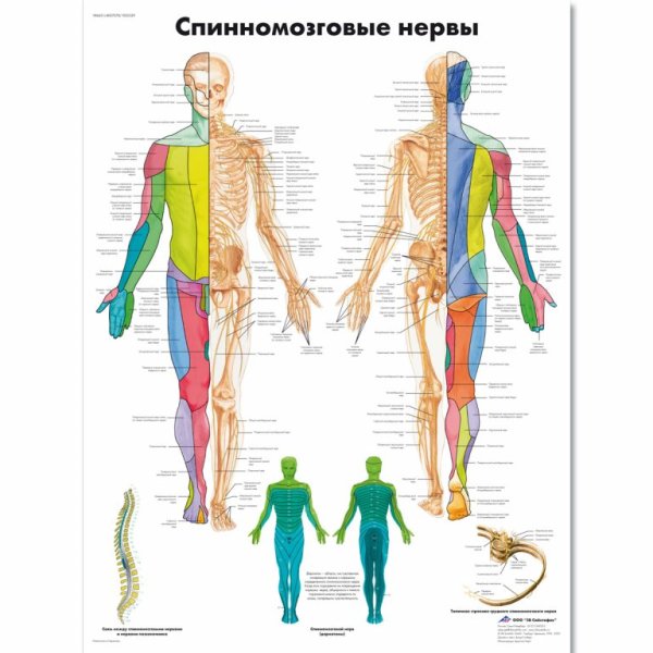 Anatomy Chart Spinal nerves