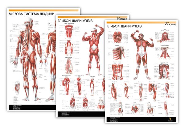 Мышцы плакат
