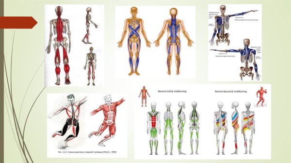 Анатомические поезда Томас Майерс атлас