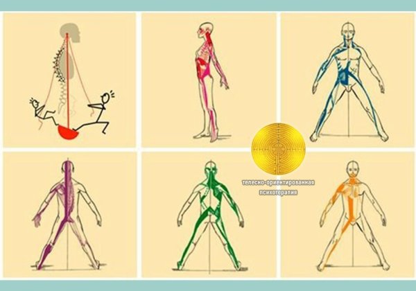 Мышечные цепи миофасциальные