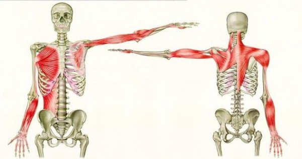 Анатомические поезда Томас Майерс поверхностная задняя линия