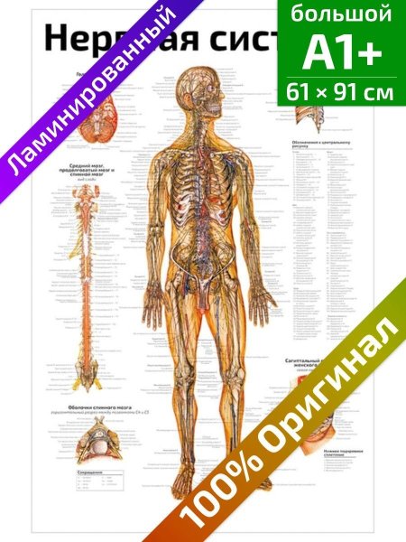 Плакат мочевыделительная система