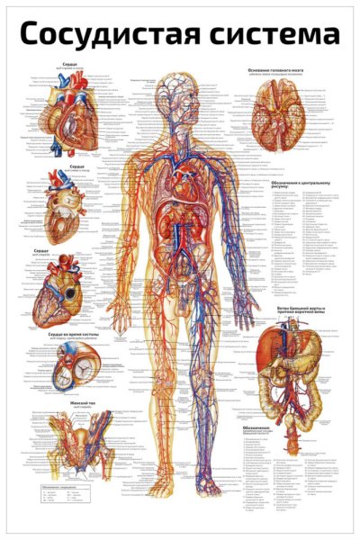 Медицинские плакаты