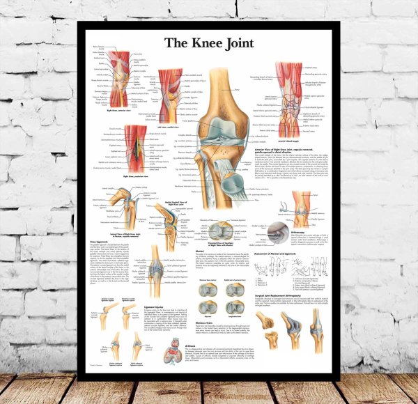 Плакат анатомия человека