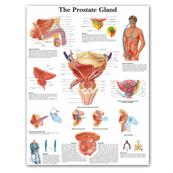 Атлас по анатомии сердце человека