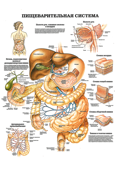 Анатомические плакаты