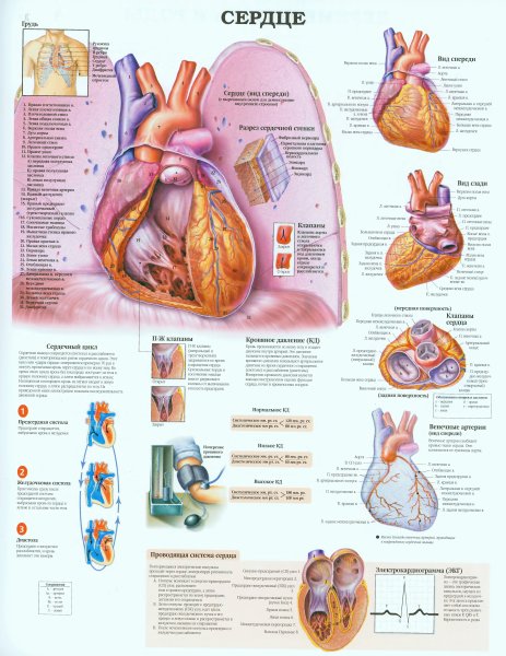 Скелетная система человека плакат