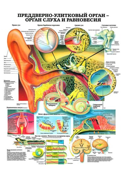 Атлас по дыхательной системе анатомия