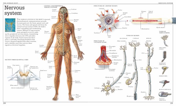 Древние анатомические атласы
