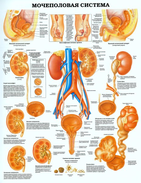 Мышечная система человека анатомический плакат