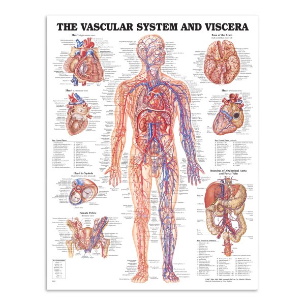 Анатомические плакаты