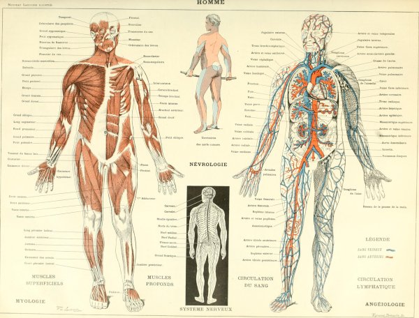 Анатомические плакаты для массажного кабинета