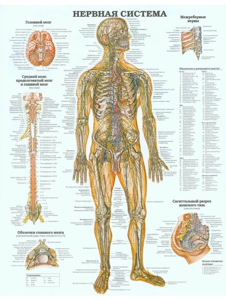 Анатомический плакат человека