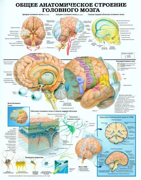 Анатомический атлас костная система