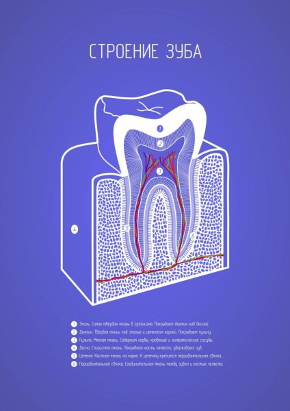 Плакат стоматология