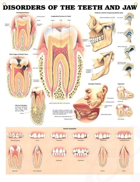 Плакат стоматолога