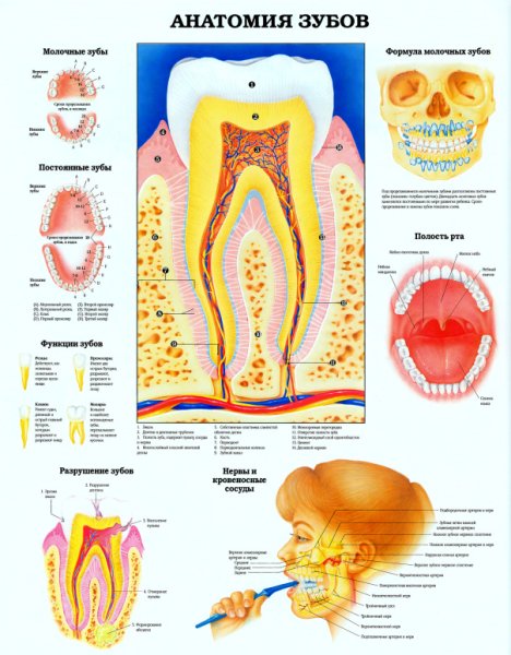 Зубы инфографика