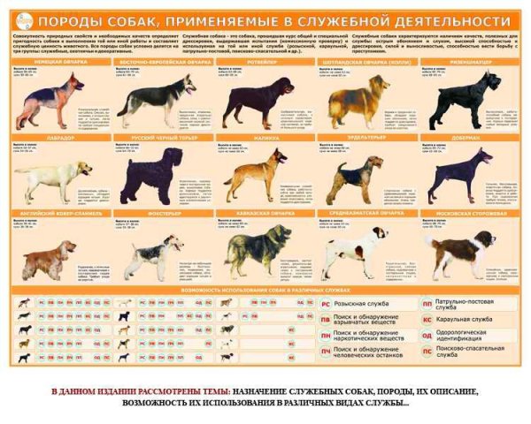 Плакаты кинология