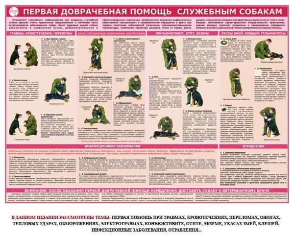 Техника безопасности с собаками