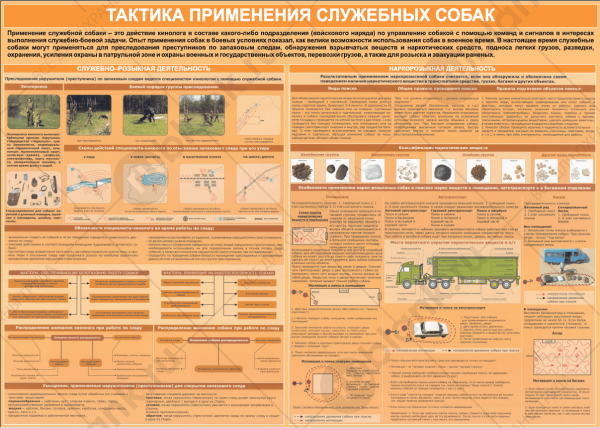 Анатомия собаки плакат