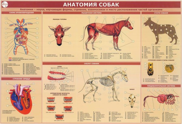 Уход за служебными собаками