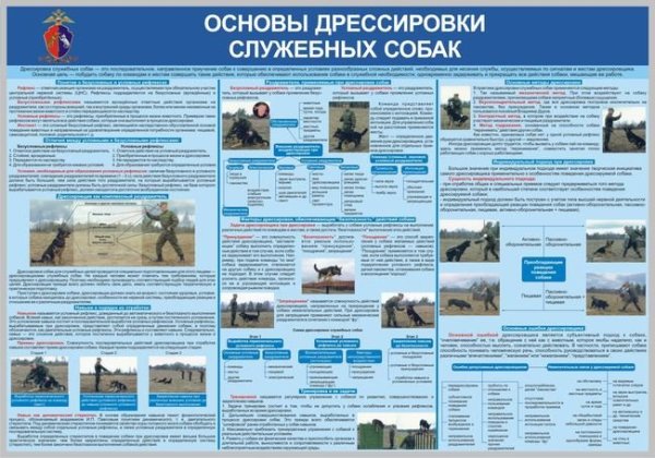 Физиология собак