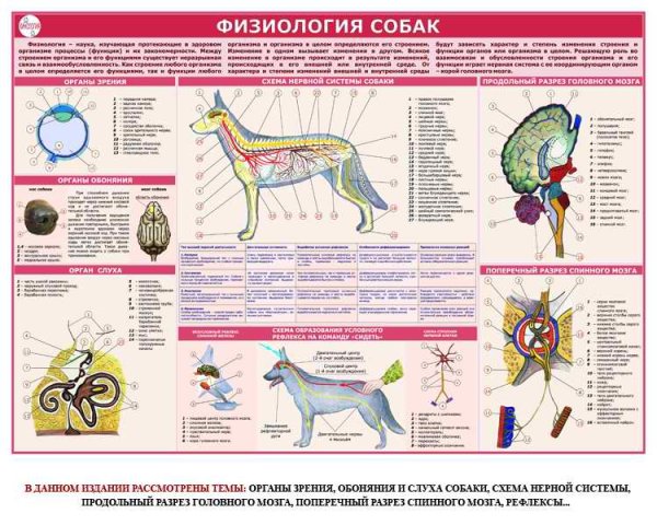 Ветеринарные плакаты и стенды