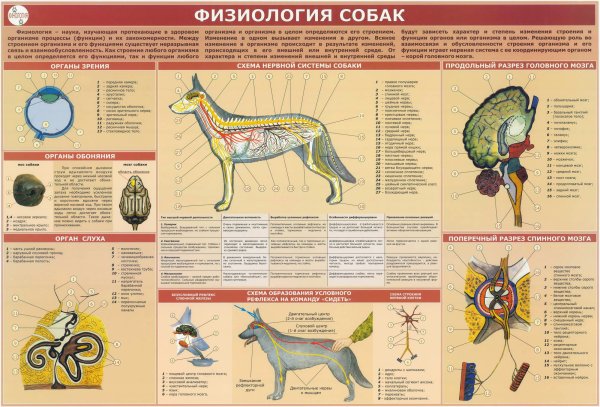 Содержание служебных собак